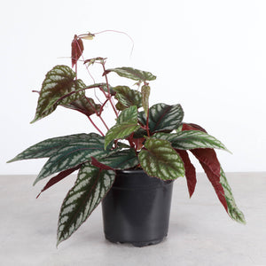 Cissus Discolor - Rex Begonia Vine - Live Plant: 6" Pot