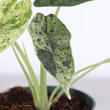 Variegated Alocasia Dragonscale Mint - 4" Live Plant - RARE