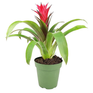 Bromeliad Guzmania 'Red' - Colorful Indoor Plants - 4/6in: 4 inch