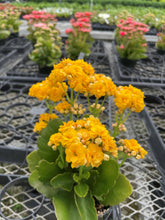 Flowering Calandiva - Kalanchoe - 4" Live Plant: Orange