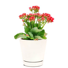 Kalanchoe blossfeldiana 'Calandiva Red' in 2"/4.5"/6" Pot: 6" Pot / Flower