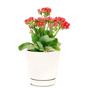 Kalanchoe blossfeldiana 'Calandiva Red' in 2"/4.5"/6" Pot: 6" Pot / Flower