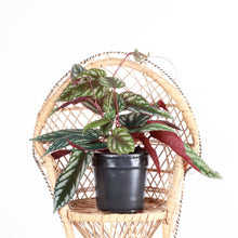 Cissus Discolor - Rex Begonia Vine - Live Plant: 6" Pot