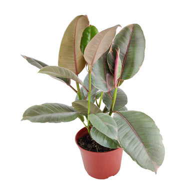 Ficus Tineke - Ficus Elastica Ruby Pink - 4/6 inch  Pot: 6 inch