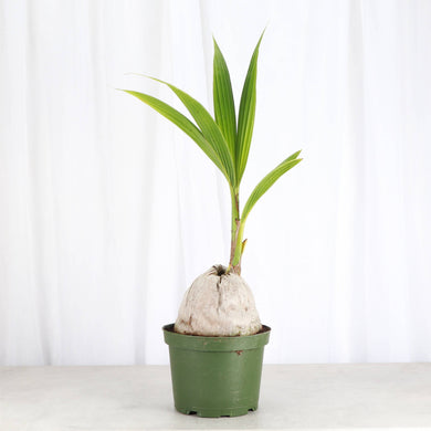 Coconut Palm - 6