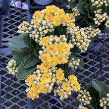 Flowering Calandiva - Kalanchoe - 4" Live Plant: Orange