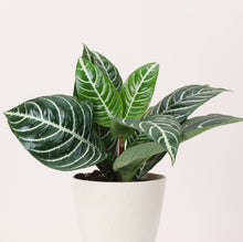 Zebra Plant - 4" Live Plant