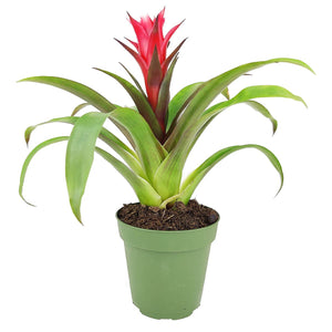 Bromeliad Guzmania 'Red' - Colorful Indoor Plants - 4/6in: 4 inch