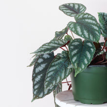 Cissus Discolor - Rex Begonia Vine - Live Plant: 6" Pot