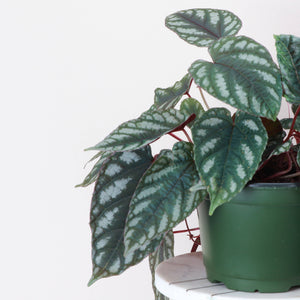 Cissus Discolor - Rex Begonia Vine - Live Plant: 6" Pot