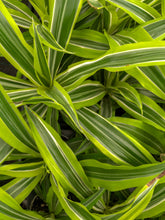 Lemon Lime Dracaena - Live Plant: 3" Pot