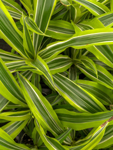 Lemon Lime Dracaena - Live Plant: 3" Pot