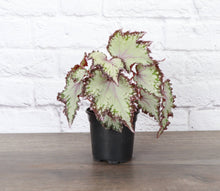 Rex Begonia - 4" Live Plant - Assorted Color - Grace on Broadway 