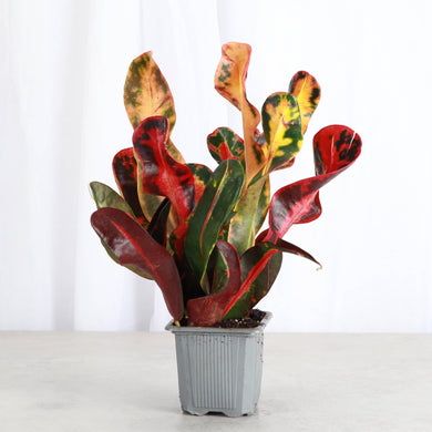 Mammy Croton - Live Plant: 3