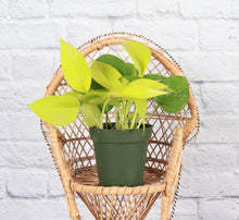 Neon Pothos Plant - Live Plant: 3" Pot