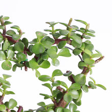 Jade Heart Bonsai -  Live Plant: 4" Pot