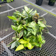 Grower's Choice Houseplant Assortment - 3" Live Plants: Standard