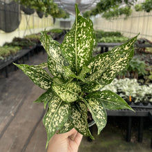Wintery Winehouse Aglaonema - 6" Live Plant