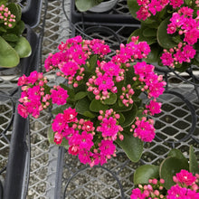 Flowering Calandiva - Kalanchoe - 4" Live Plant: Orange