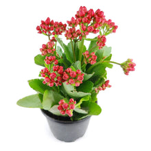 Kalanchoe blossfeldiana 'Calandiva Red' in 2"/4.5"/6" Pot: 6" Pot / Flower