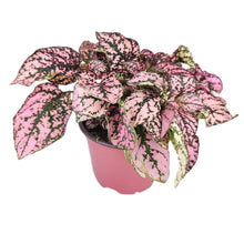Hypoestes Phyllostachya Pink Splash - Colorful Houseplant: Pink and White Mix / 4" Pot