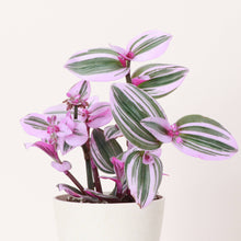 Tradescantia Nanouk - Live Plant: 6" Pot