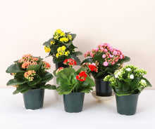 Flowering Calandiva - Kalanchoe - 4" Live Plant: Orange