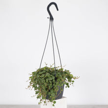 String of Turtles Hanging Pot - 5" Live Plant