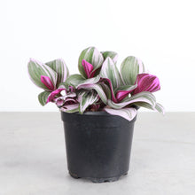 Tradescantia Nanouk - Live Plant: 6" Pot