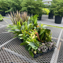 Grower's Choice Houseplant Assortment - 3" Live Plants: Standard