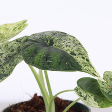 Variegated Alocasia Dragonscale Mint - 4" Live Plant - RARE