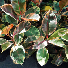 Ficus Tineke - Ficus Elastica Ruby Pink - 4/6 inch  Pot: 6 inch