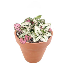 Hypoestes Phyllostachya Pink Splash - Colorful Houseplant: Pink and White Mix / 4" Pot