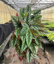 Cissus Discolor - Rex Begonia Vine - Live Plant: 6" Pot