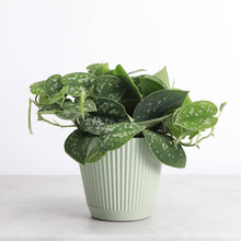 Decorative Ruffled Pot for Plants - 4" and 6" Options: Coffee / 4"