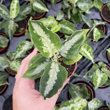 Aglaonema Pictum Peacock - Tricolor - 3" Live Plant - RARE