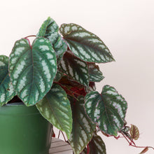 Cissus Discolor - Rex Begonia Vine - Live Plant: 6" Pot
