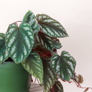 Cissus Discolor - Rex Begonia Vine - Live Plant: 6" Pot