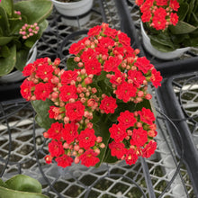 Flowering Calandiva - Kalanchoe - 4" Live Plant: Orange