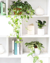 Ficus Lyrata Little Sunshine - Fiddle Leaf Fig  - 4 inch