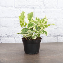 Pearls and Jade Pothos - Live Plant: 4" Pot