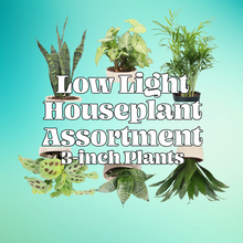 Low Light Houseplant Assortment - 3" Plants