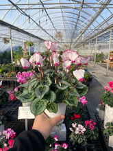 Blooming Cyclamen - Assorted Color - 6" Live Plant