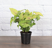 Assorted Butterfly Syngonium - Live Plant: 4" Pot