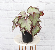 Rex Begonia - 4" Live Plant - Assorted Color - Grace on Broadway 