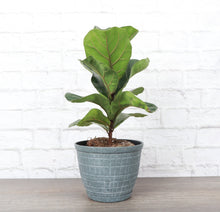 Rustic Planter for Houseplants, Multiple Sizes: Green / Small