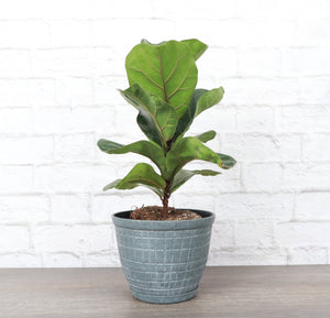 Rustic Planter for Houseplants, Multiple Sizes: Green / Small