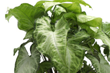 Assorted Butterfly Syngonium - Live Plant: 4" Pot