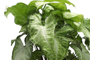 Assorted Butterfly Syngonium - Live Plant: 4" Pot