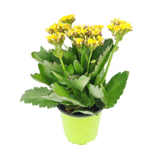 Kalanchoe blossfeldiana 'Calandiva Yellow' in 2"/4"/6" Pot: 4" Pot / Flower